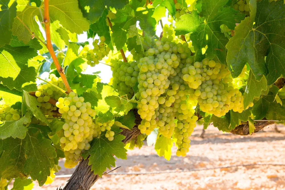 a tree of grapes with a flower