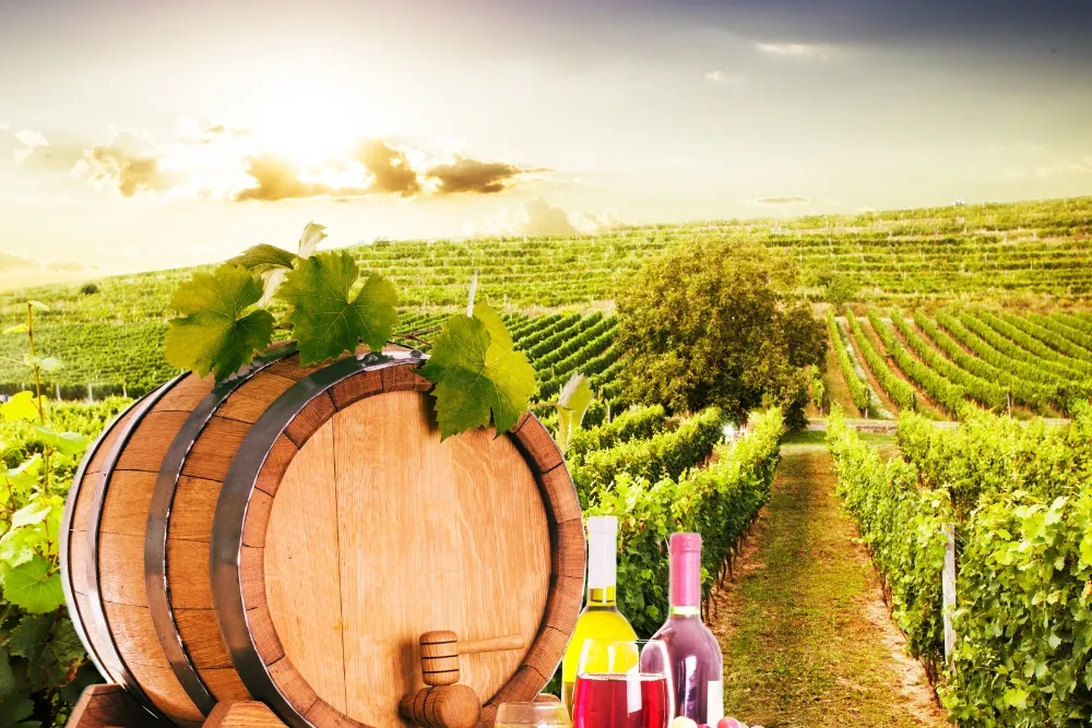 benefits of sustainable practices in wineries