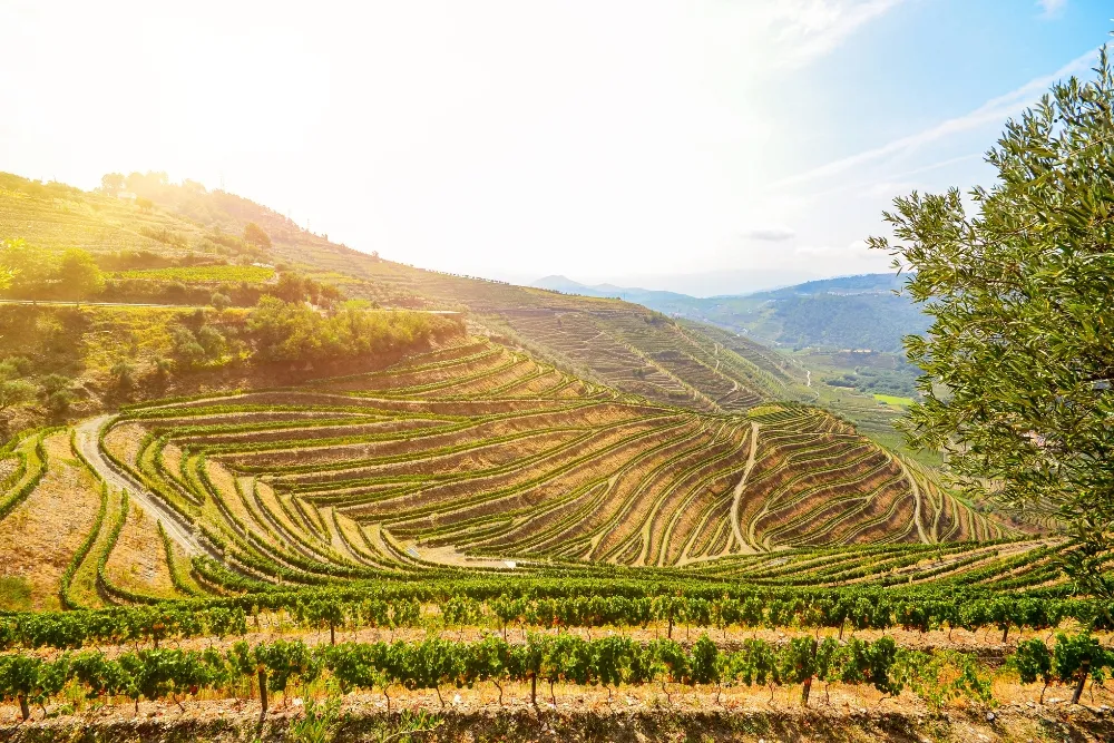 exploring the hunter valley wine region what you need to know before you go