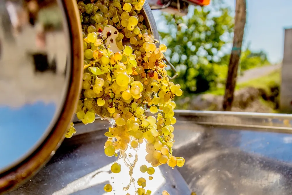 freshly harvested grapes