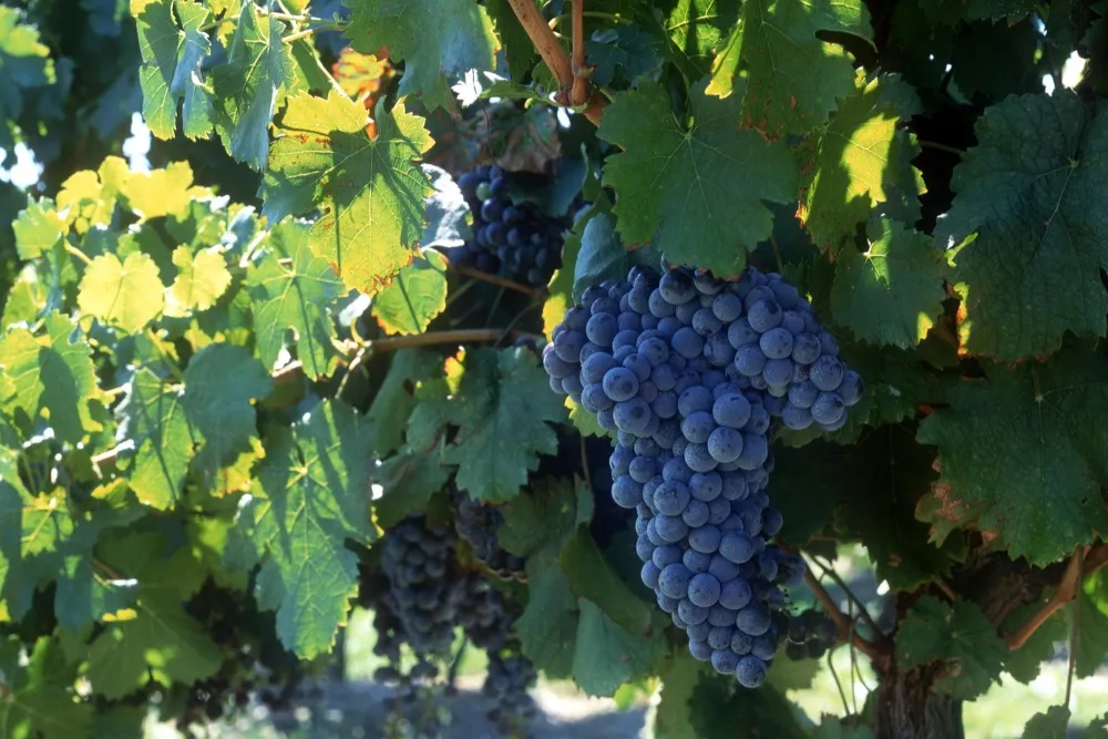 inclusive experiences in the hunter valley