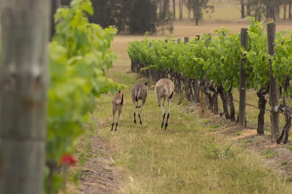 location and background of hunter valley and its aboriginal culture