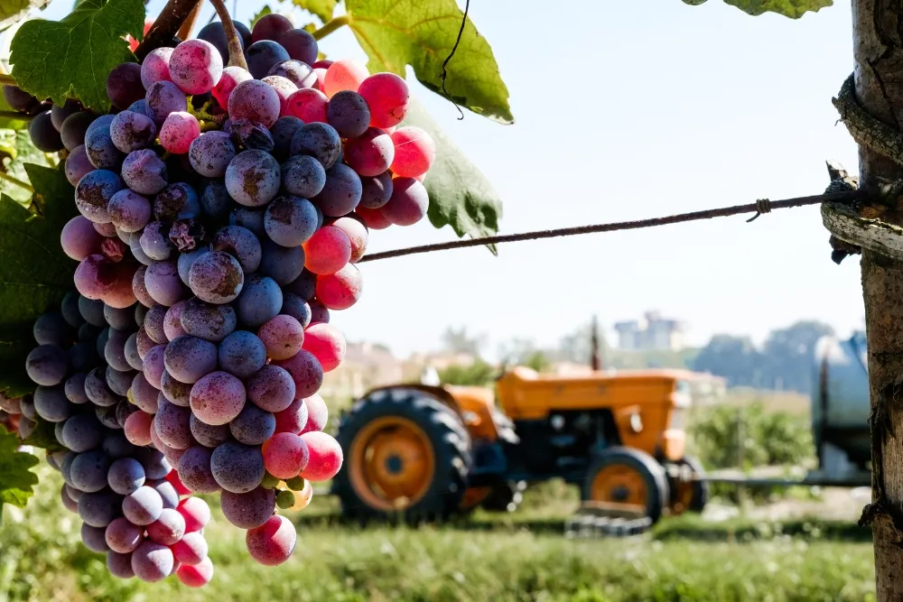the history of winemaking in the hunter valley