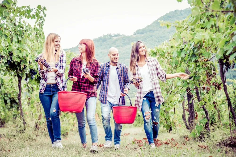 the top pokolbin wine tours and experiences
