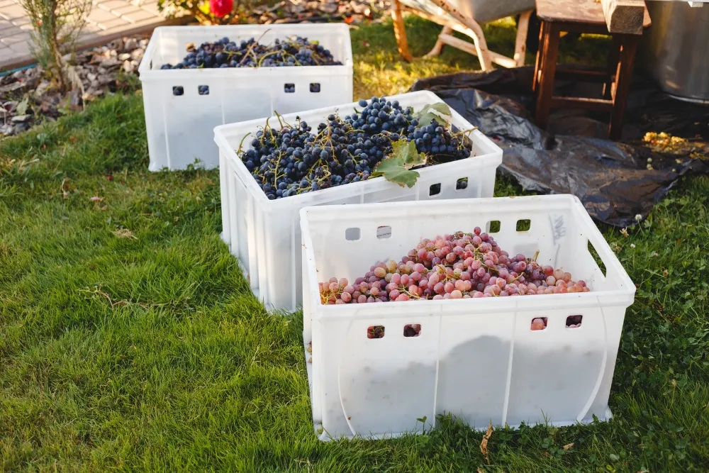understanding the grape varieties in hunter valley