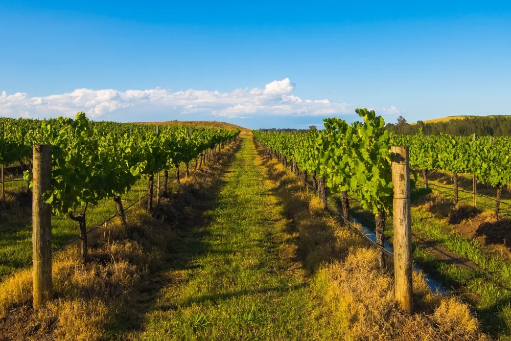 Vineyard in Hunter Valley