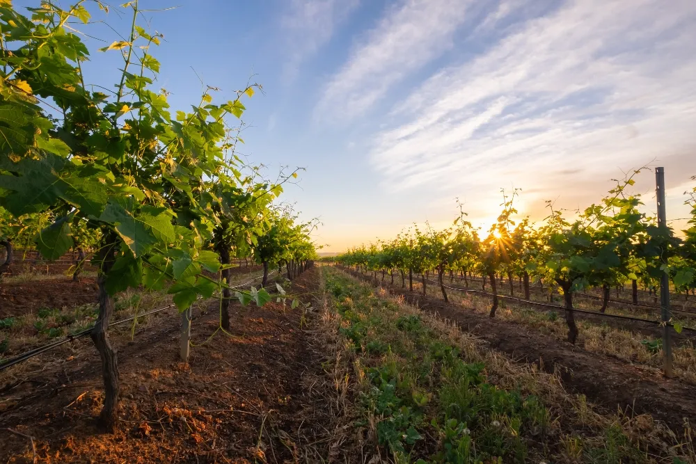 why choose a vineyard escape tour in hunter valley
