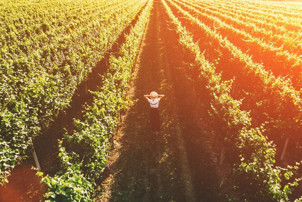 Woman standing in the middle of a vineyard