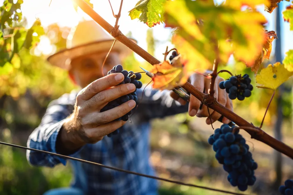 wine education and experiences in the valley